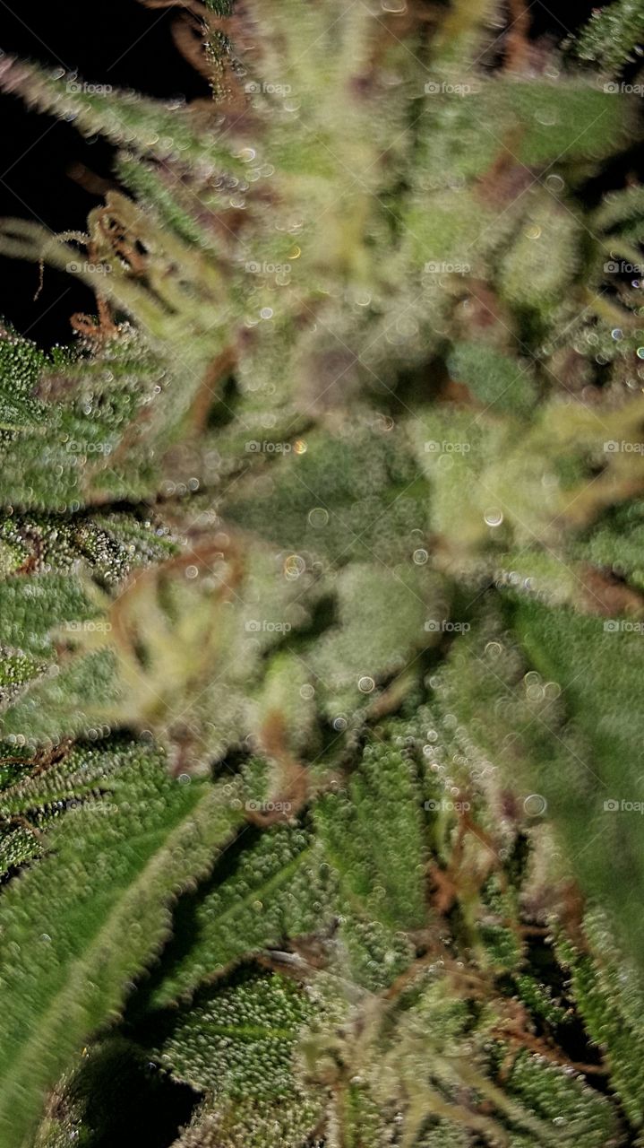 Nature, Tree, Needle, Flora, No Person