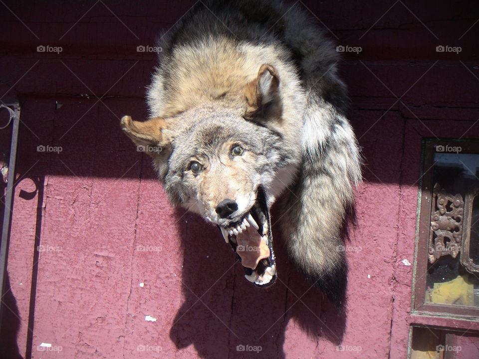 wolf in a mongolian temple