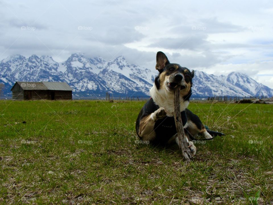 Stick chewing in the Tetons