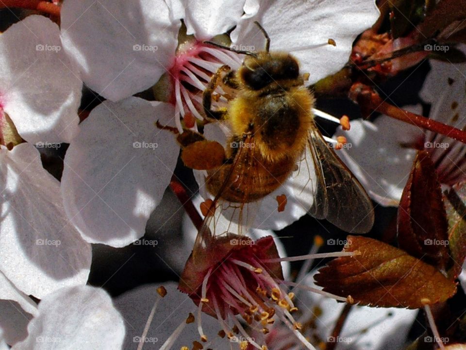 Bee Pollinating A Flower
