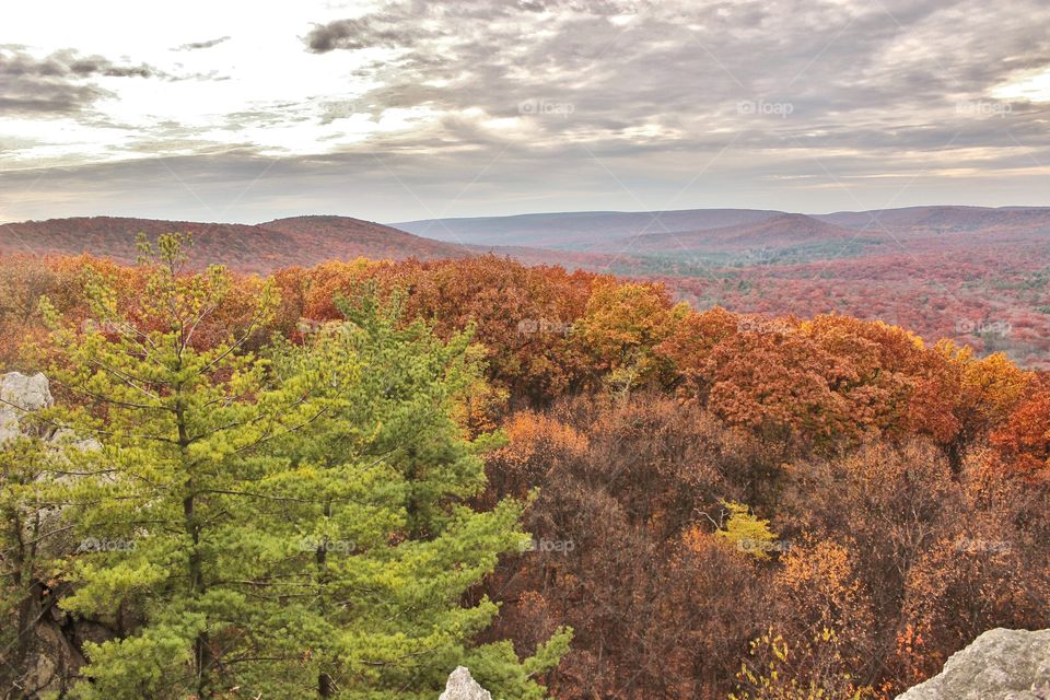 View of autumn trees