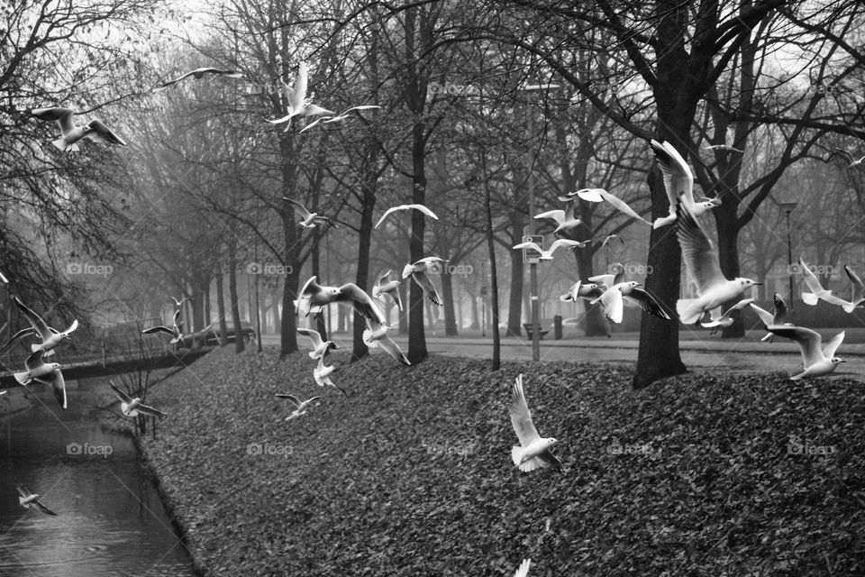 flying birds in foggy morning
