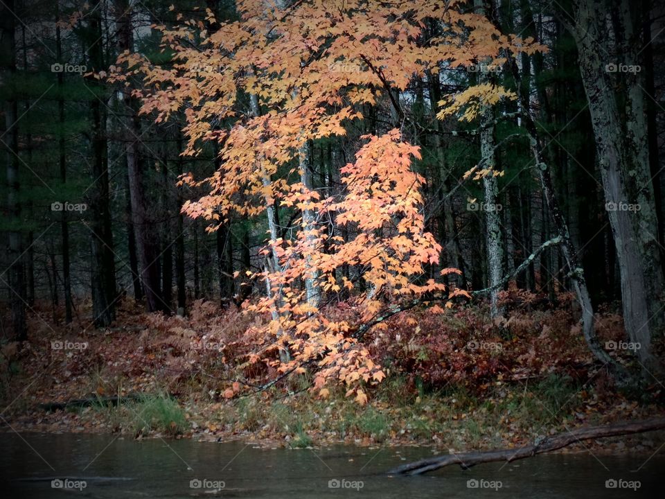 Northern Michigan 