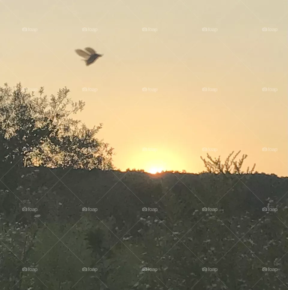 Sun setting