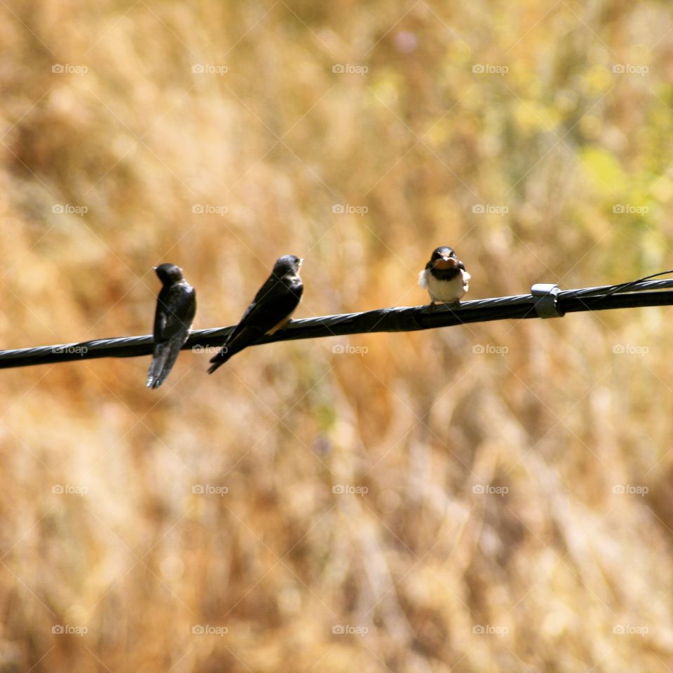 Birds perching on barbed wire