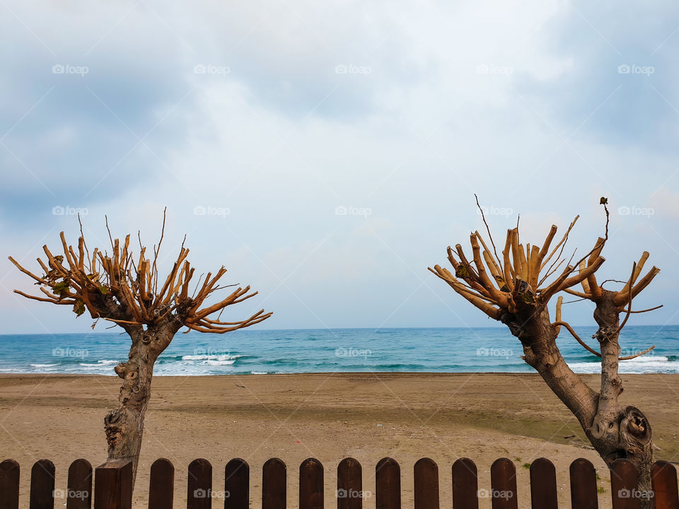 Trimmed trees are waiting for spring