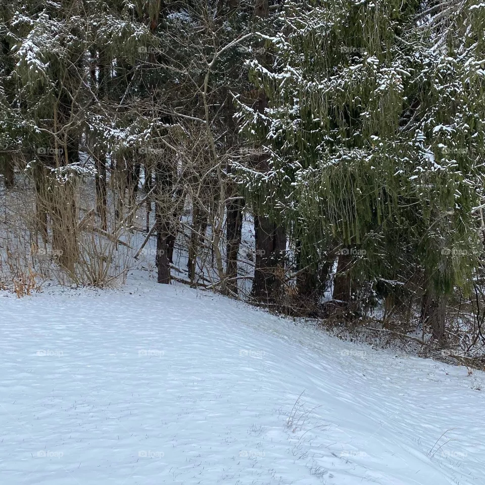 Ever green in the white 