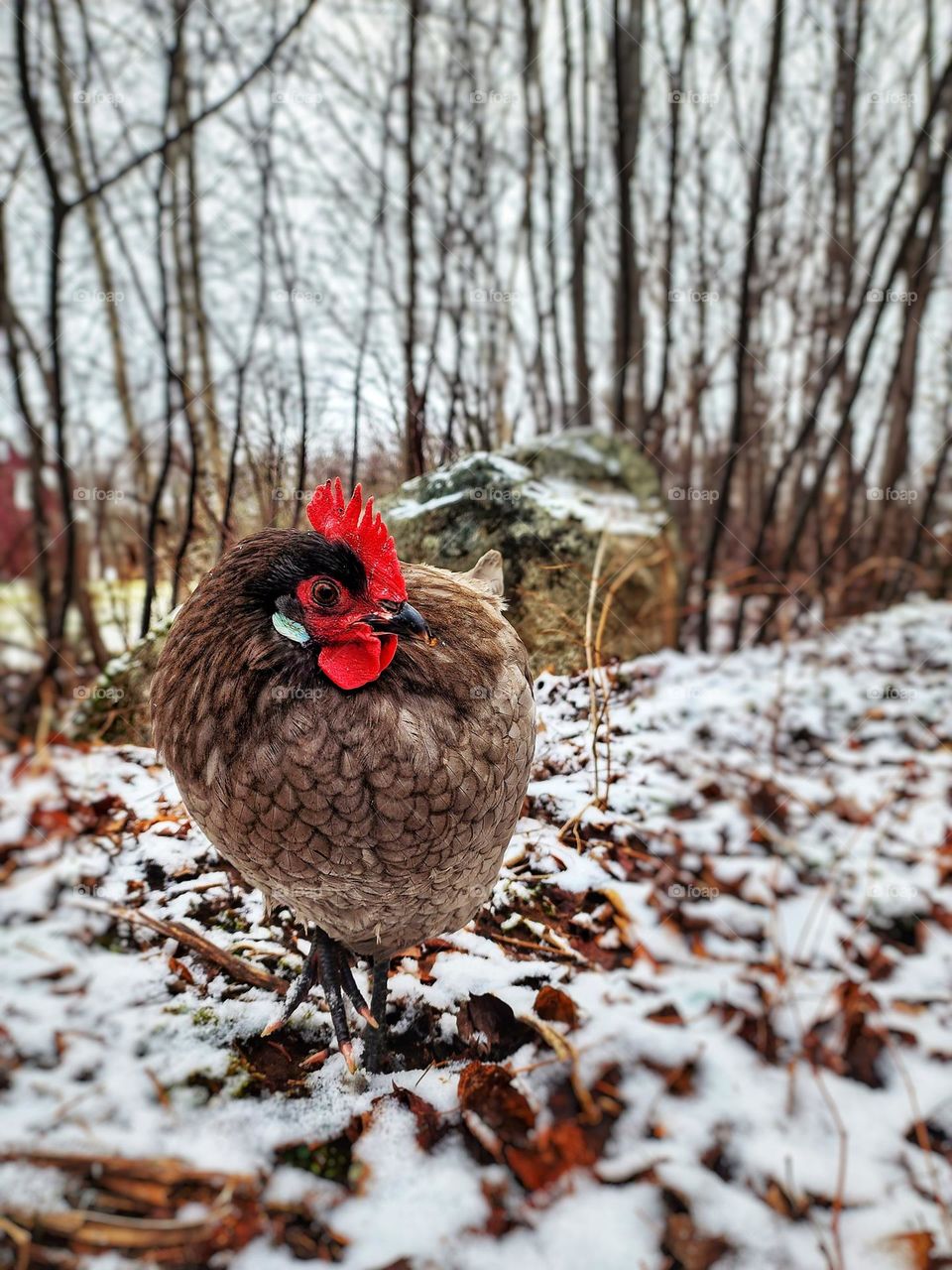 Chicken foraging in the snow.