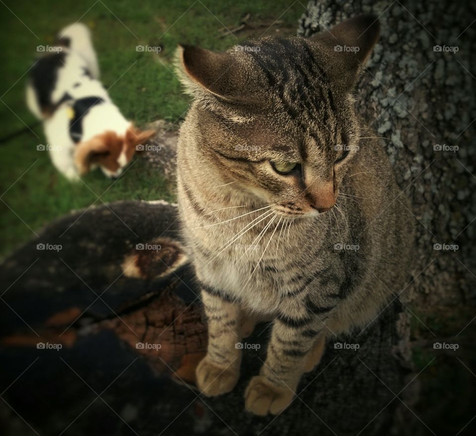 Zoomed in on a tabby cat sitting on a stump over a Papillon dog in the green grass