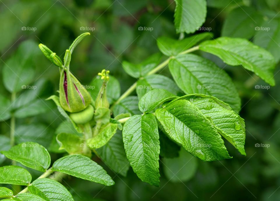 green flower bud and leaves beautiful spring nature close up