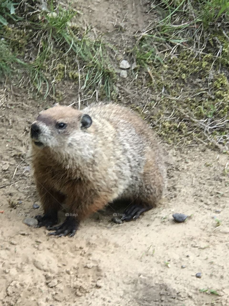 A friendly woodchuck near the parking garage at Empire State Plaza, NY. 