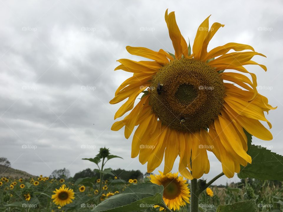 Sunflower