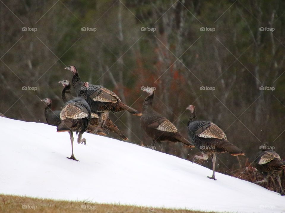 This family of turkeys was up early foraging for food.