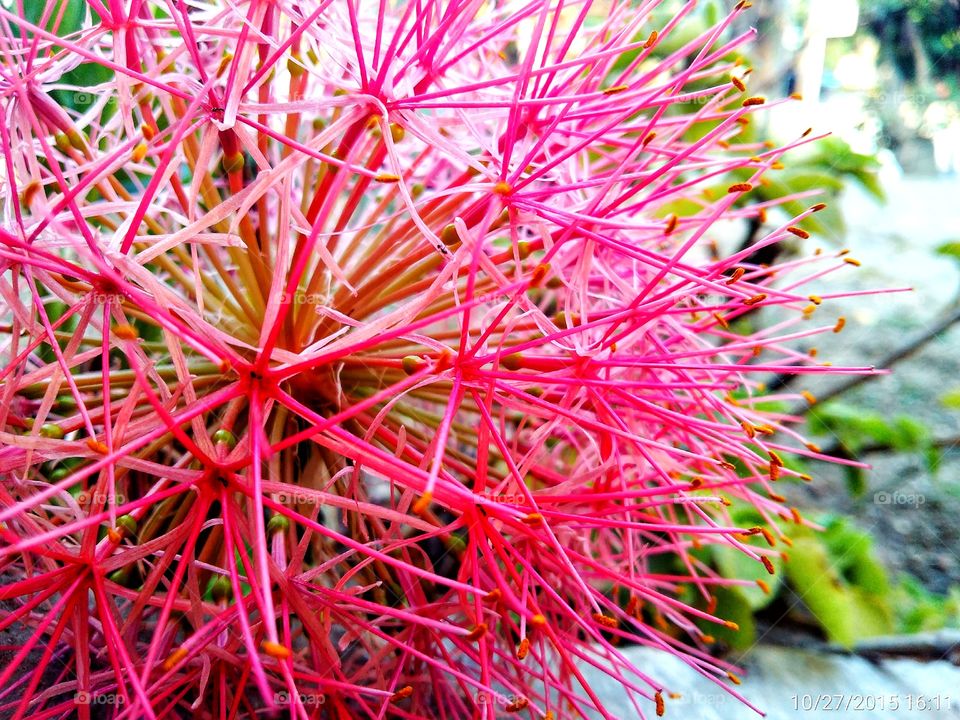 spiky pink flowers