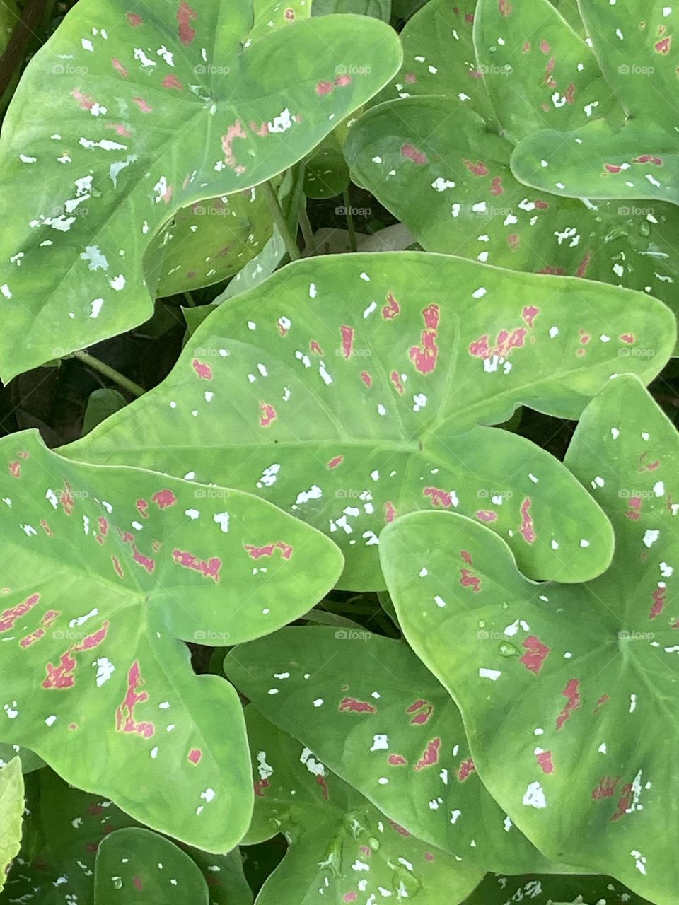 Muitas folhas verdes claras com pintinhas coloridas de pink e branco. Folhas belíssimas no jardim.