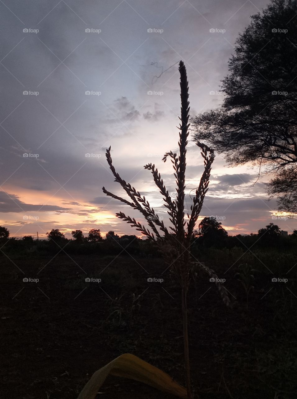 😇I am village boy this photo click in my redmi 6 phone 👍❤ please support me to new village🌿🍃 photos uploading🥰