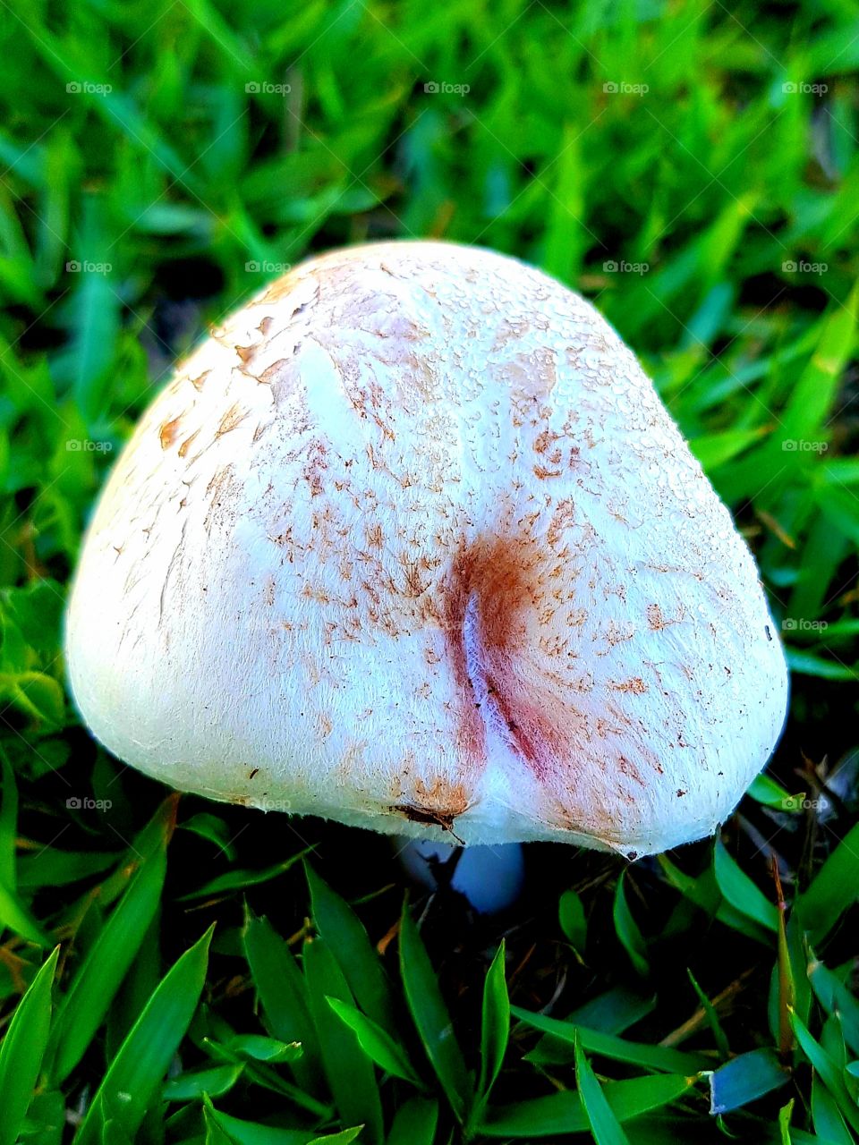 mushroom or frog house