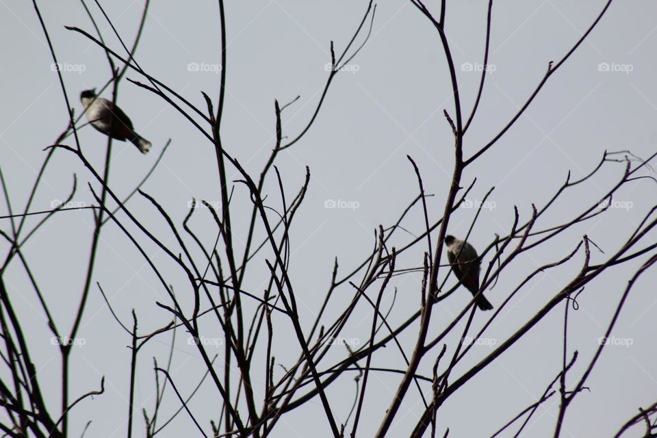 birds perched on dry twigs