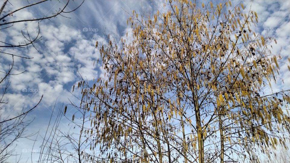 Que dicen los árboles?