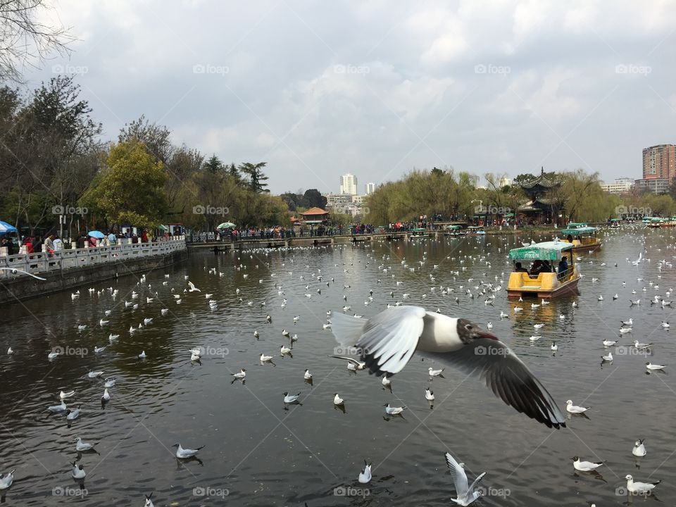 Seagulls in Kunming 