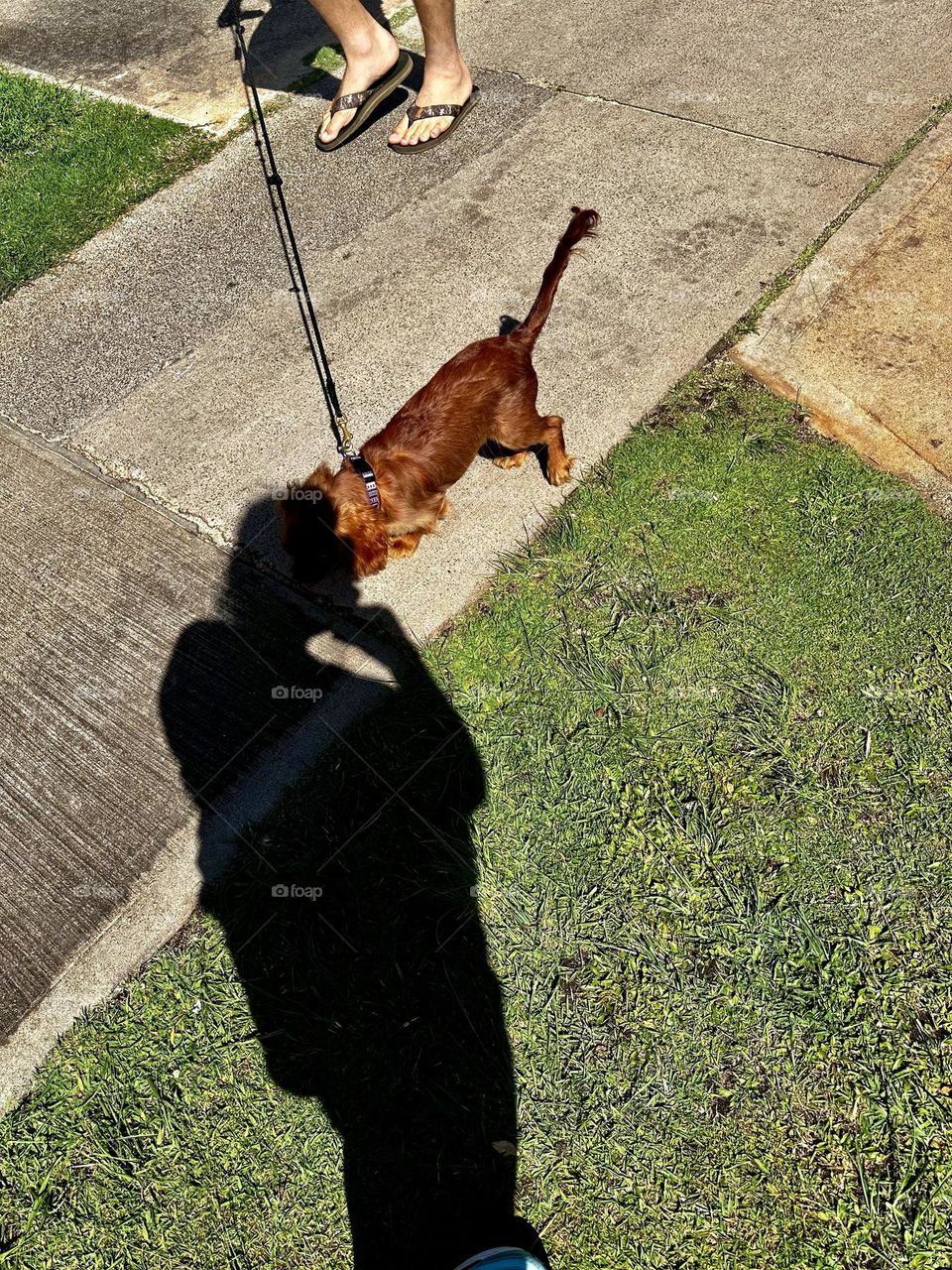 Person in sandals walking cocker spaniel Irish setter mix on a leash on sidewalk with grass sections with shadow of photographer