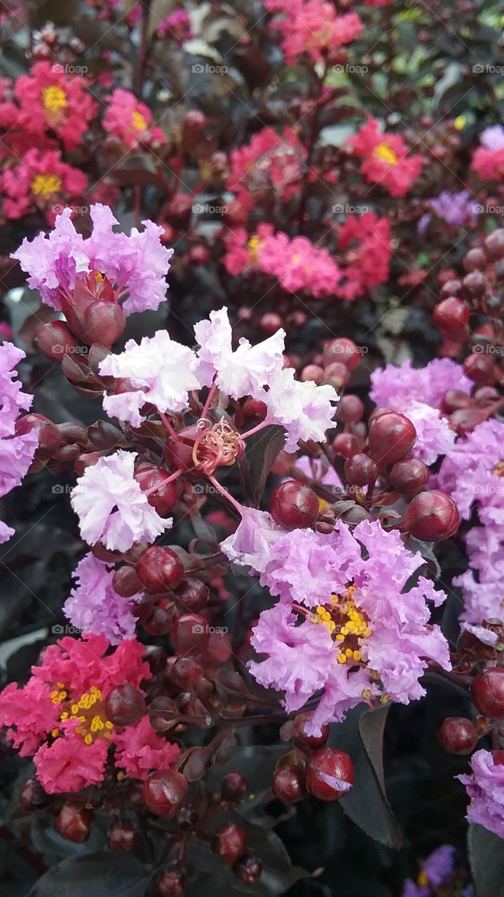 Assorted garden flowers