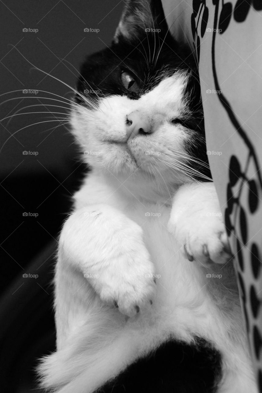 Cat in monochrome 