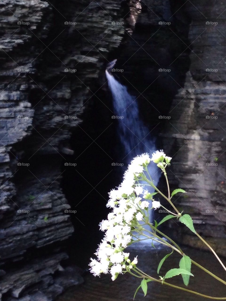 Flowers and falls