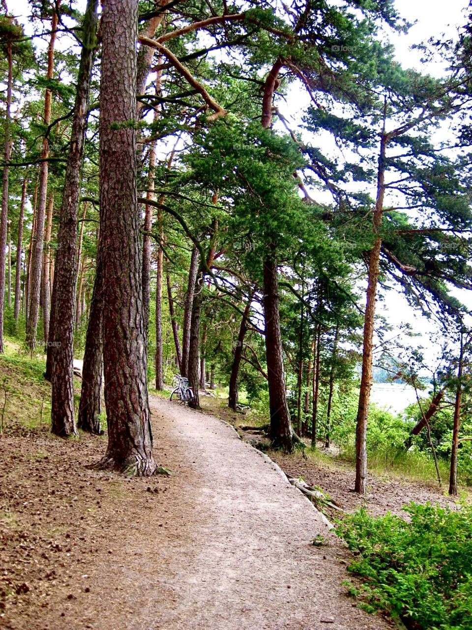 Path in forest by the sea