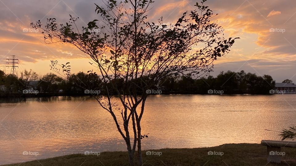 This Crepe Myrtle will be bare soon enough due the changing of seasons. Fall is nearing its end for the Year End. 