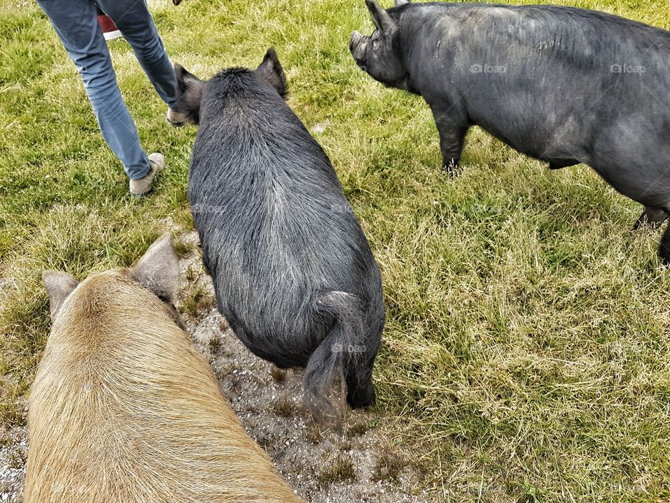 feeding times for the pigs