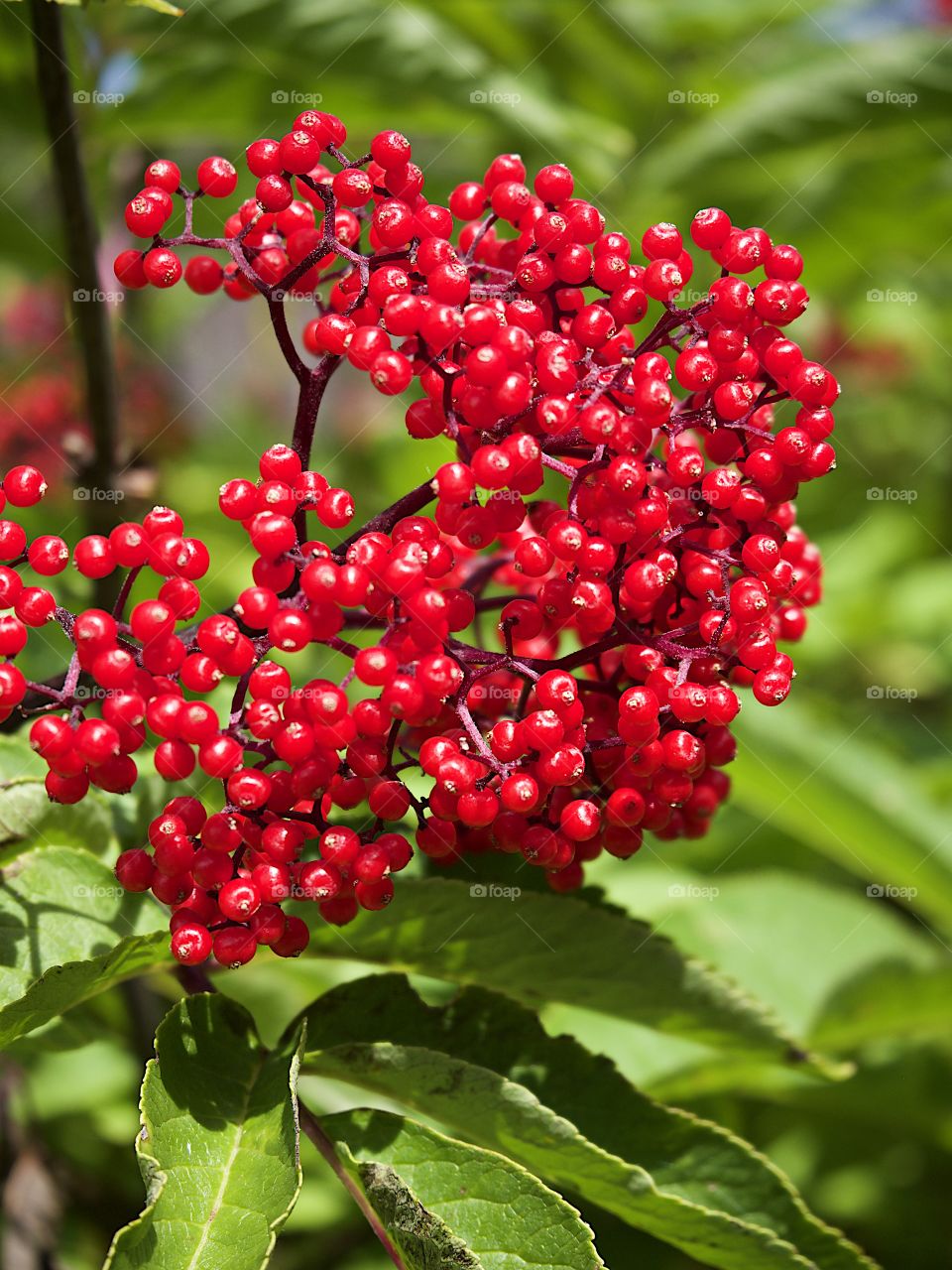 Bright red Elderberries bursting from green leaves in the hardened lava fields high in Oregon’s Cascade Mountains on a summer day.