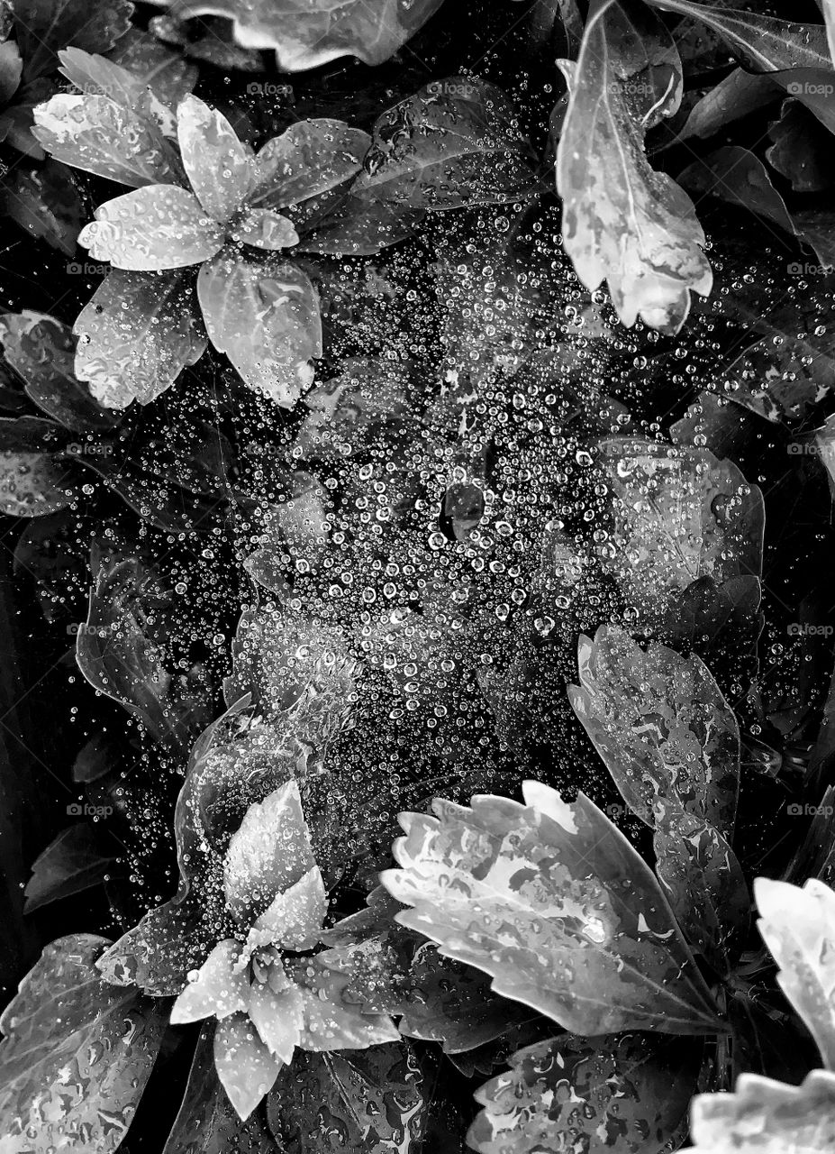 Spider web and dew