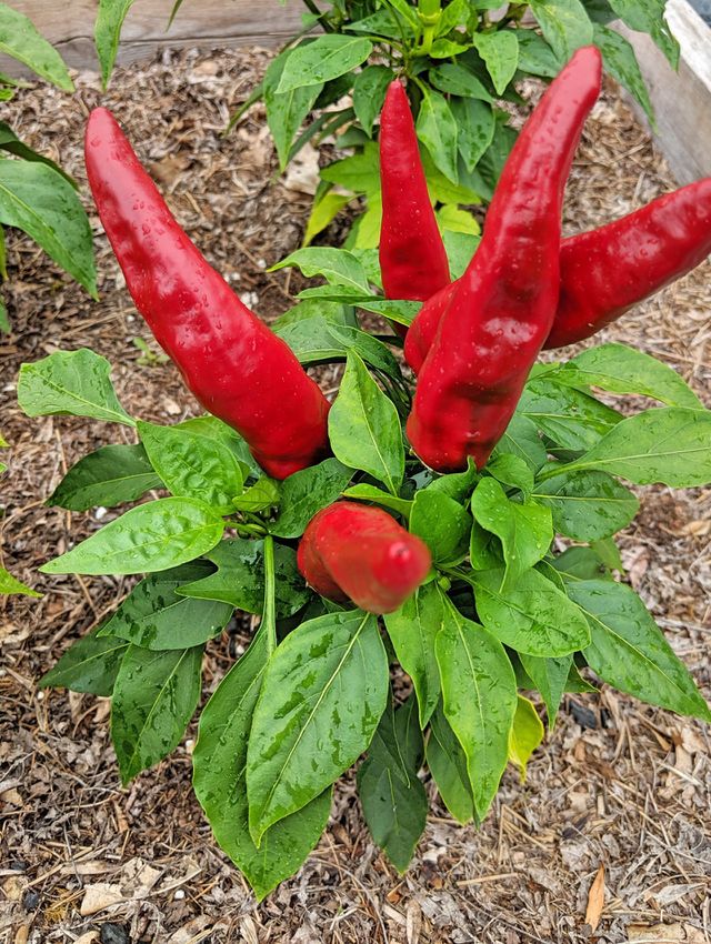 Spicy red pepper plant in the garden
