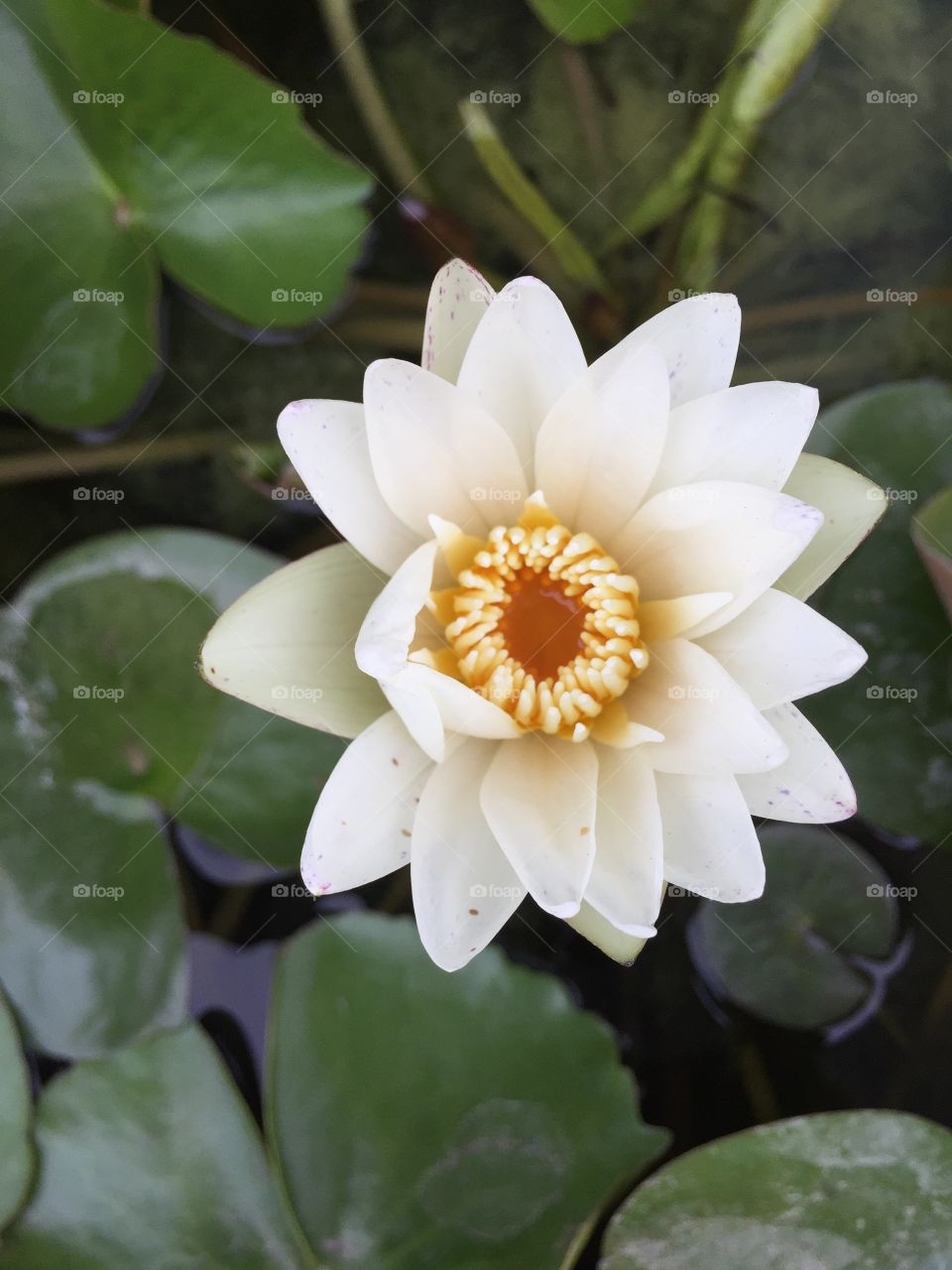 Nature, Flower, Leaf, Lotus, Lily