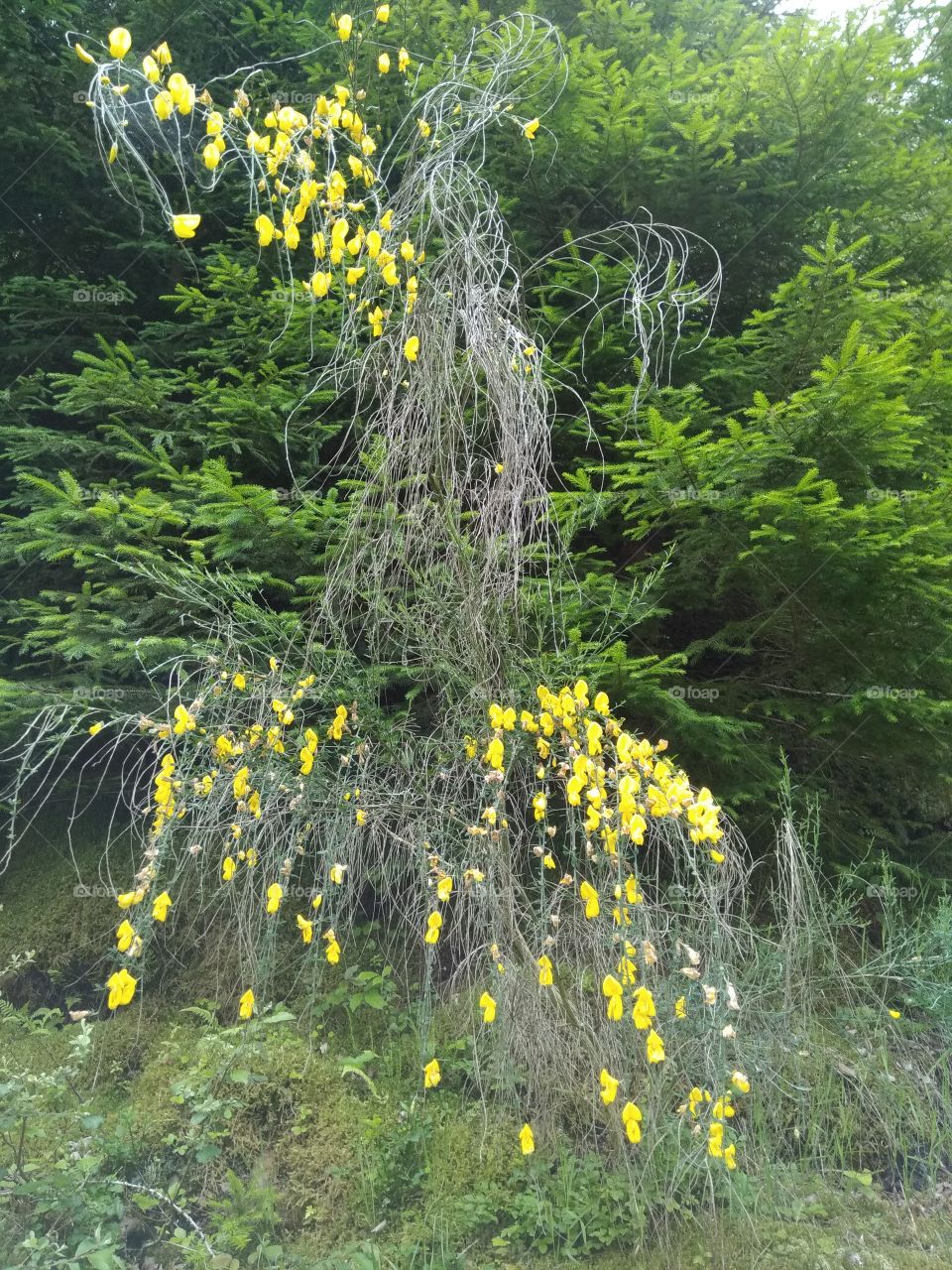 Bad Wildbad Schwarzwald