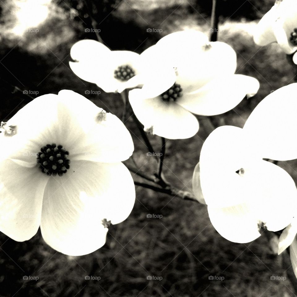 Dogwood 