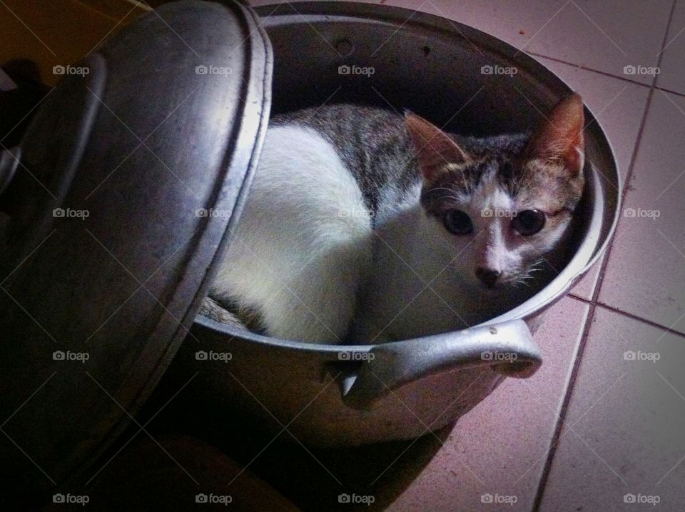Cat in a Pot