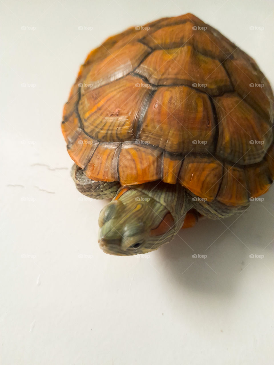 The tortoise is embarrassed to go out to play