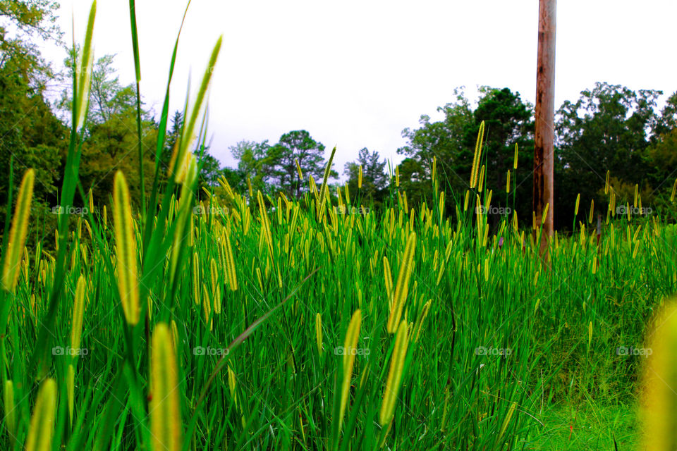 Field on the edge of town
