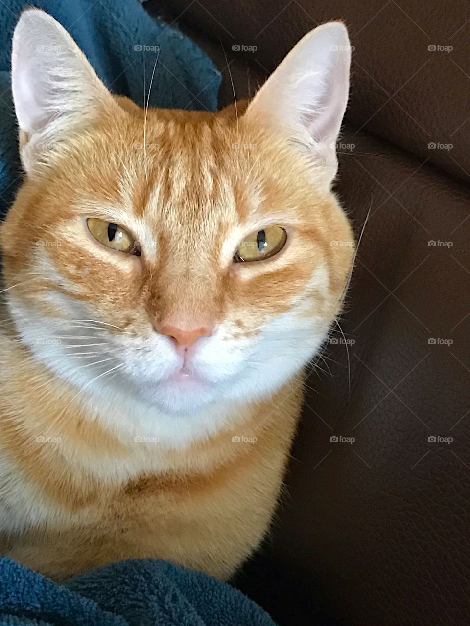 Orange tabby cat