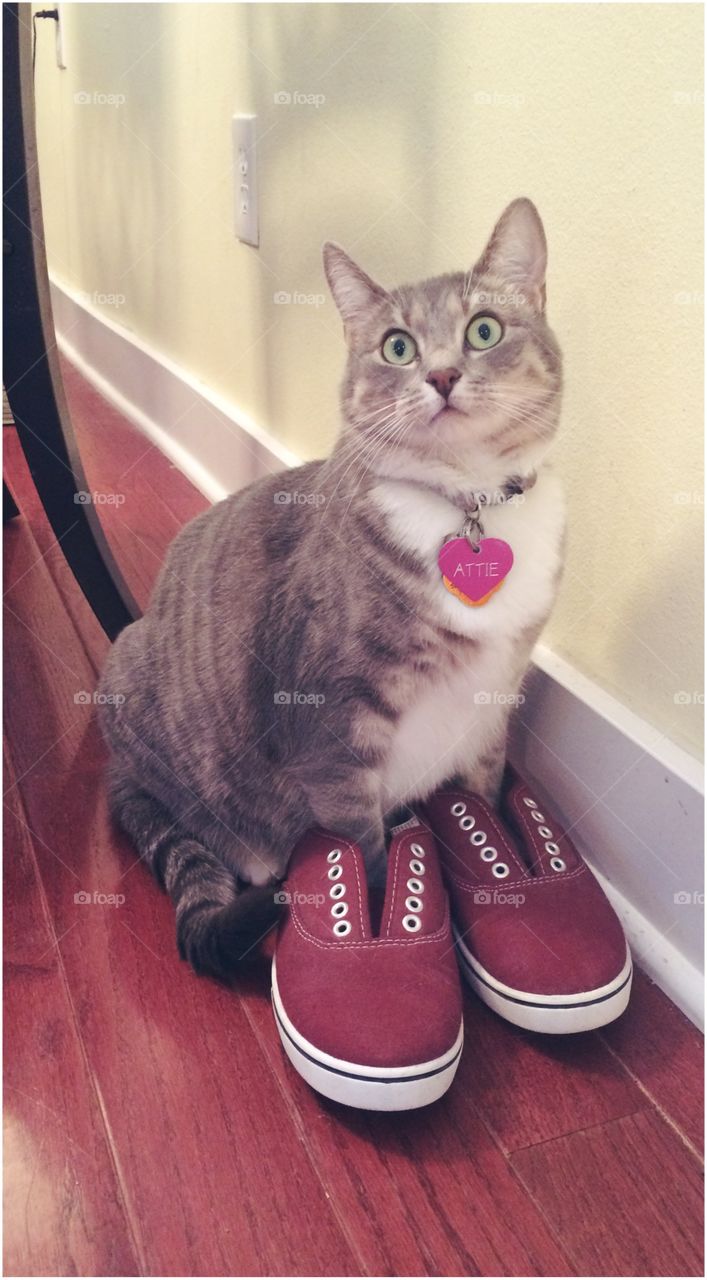 Cat in the Shoes