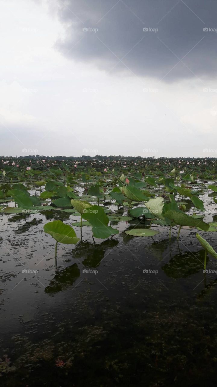 lotus pond Thailand