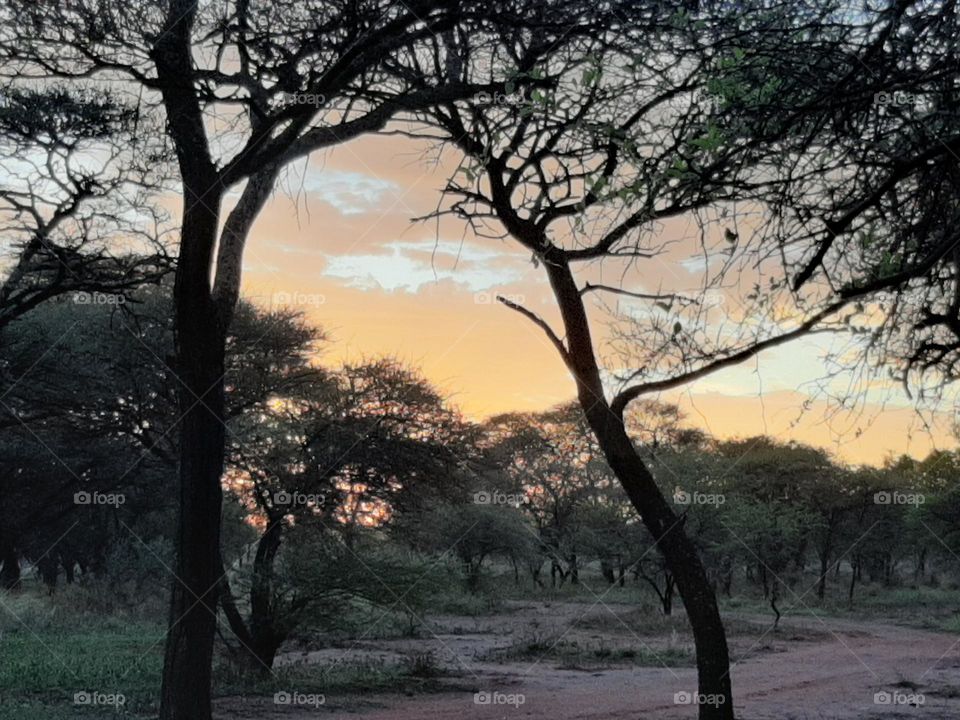 Sunset in the bushveld with an orange sky and some clouds