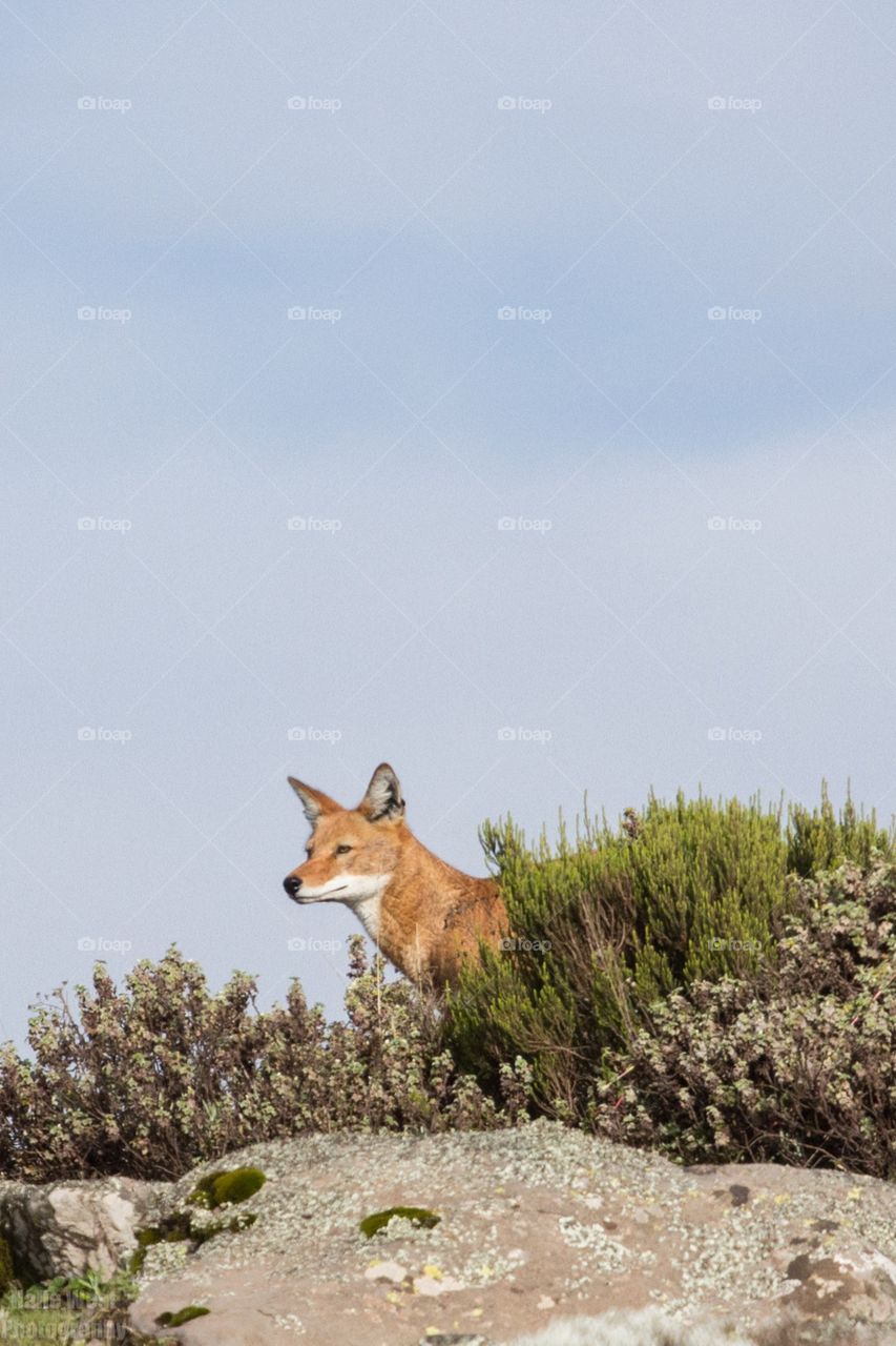 Ethiopian wolf 7