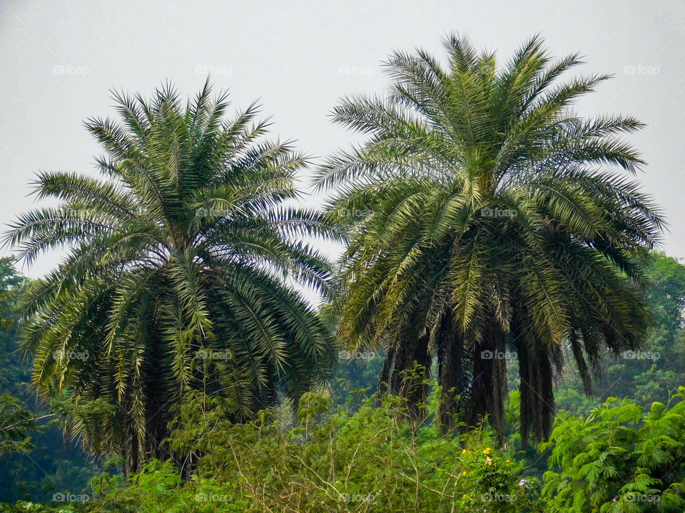 Tree's in India _ Acrocomia aculeata, Family -Arecaceae.This is species with cylindrical solitary stem,10 to 15 m tall, pale gray colour, ring of thick blackish spine, dense foliage with pinnate leaves .