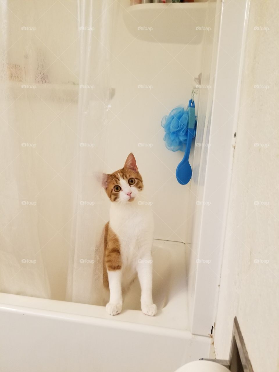 cat in the bath