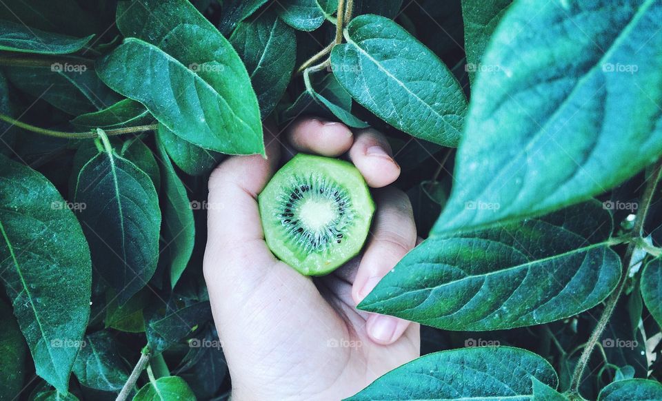 hand holding a kiwi fruit 