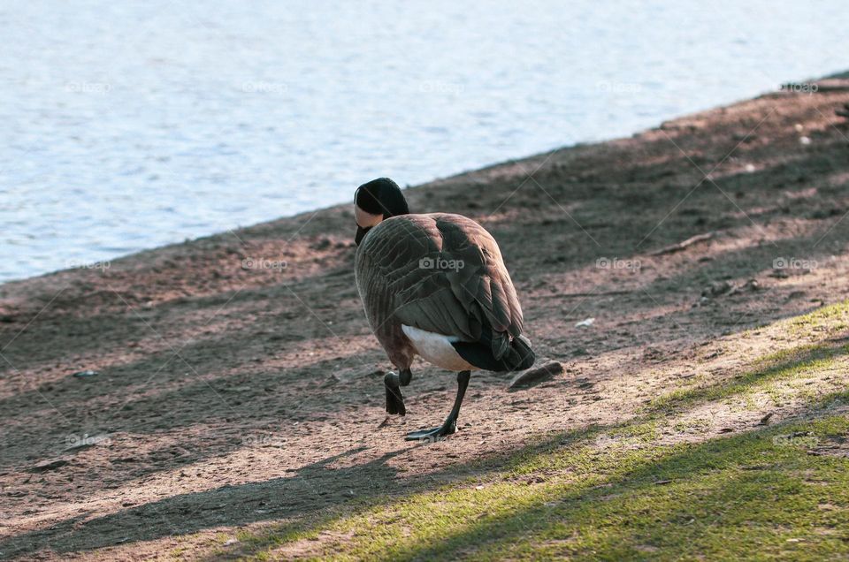 A beautiful view of a duck walking from the back to the lake in the city park on a clear sunny summer day, close-up side view.