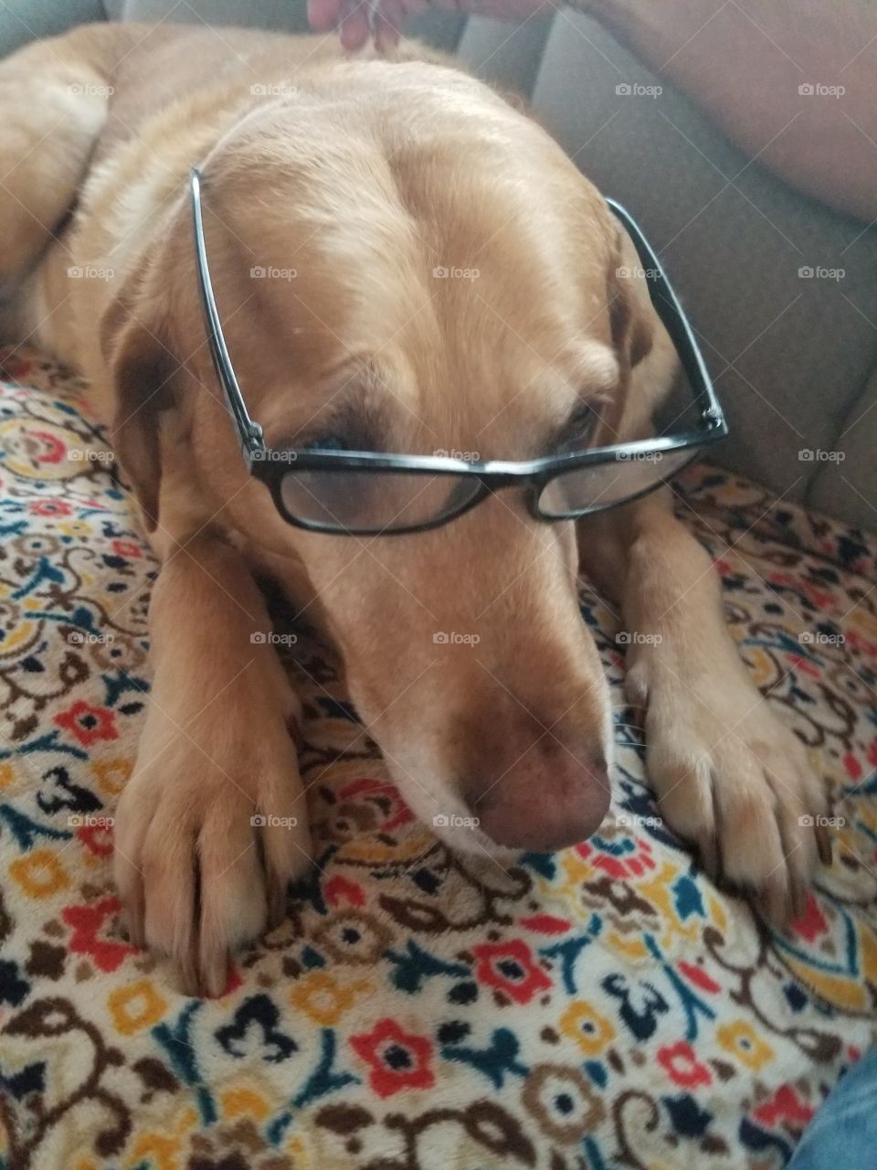 smart dog